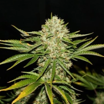 Wreckage cannabis plants in bloom, grown from Feminized seeds – ideal for home cultivation from TH Seeds