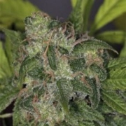 Zero Gravity – TH Seeds – Regular
