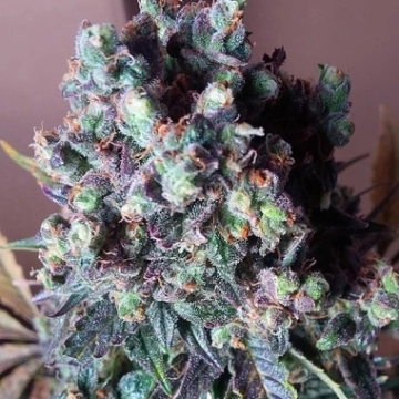 Auto Black Valium cannabis plants in bloom, grown from Automatic seeds – ideal for home cultivation from Top Shelf Elite