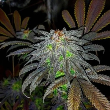 Auto Gorillagasm cannabis plants in bloom, grown from Automatic seeds – ideal for home cultivation from Top Shelf Elite