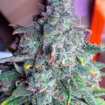 Auto Nightcrawler OG cannabis plants in bloom, grown from Automatic seeds – ideal for home cultivation from Top Shelf Elite