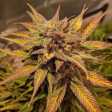 Auto Pineapple Crack cannabis plants in bloom, grown from Automatic seeds – ideal for home cultivation from Top Shelf Elite
