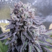 Black Valium – Top Shelf Elite – Feminized – Product view 2