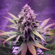 Glue Dream – Top Shelf Elite – Feminized – Product view 2