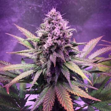 Glue Dream cannabis plants in bloom, grown from Feminised seeds – ideal for home cultivation from Top Shelf Elite