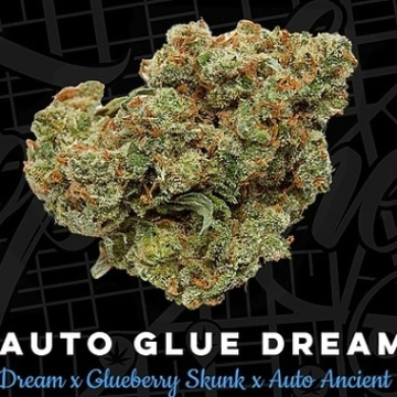 Glue Dream Auto cannabis plants in bloom, grown from Automatic seeds – ideal for home cultivation from Top Shelf Elite