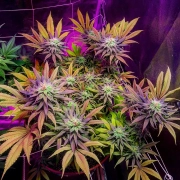 Gorillagasm – Top Shelf Elite – Feminized – Product view 2