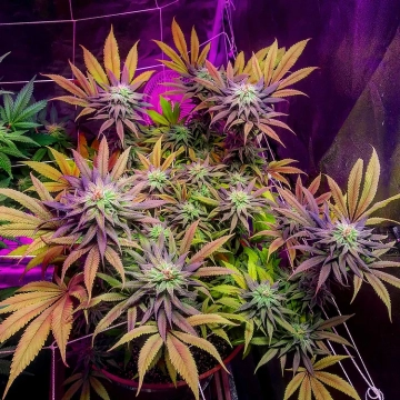 Gorillagasm cannabis plants in bloom, grown from Feminized seeds – ideal for home cultivation from Top Shelf Elite