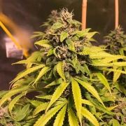Nightcrawler OG – Top Shelf Elite – Feminized – Product view 2