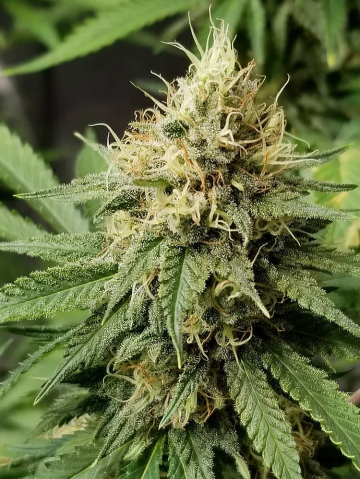 Pineapple Crack cannabis plants in bloom, grown from Feminised seeds – ideal for home cultivation from Top Shelf Elite