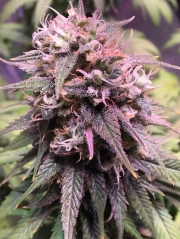 San Francisco Sour Dough – Top Shelf Elite – Feminized – Product view 2