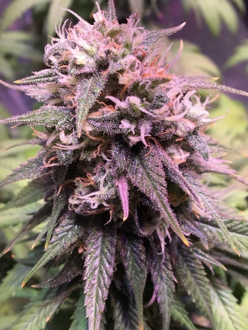 San Francisco Sour Dough cannabis plants in bloom, grown from Feminized seeds – ideal for home cultivation from Top Shelf Elite