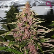 Afrokush cannabis plants in bloom, grown from Feminized seeds – ideal for home cultivation from Tropical Seeds
