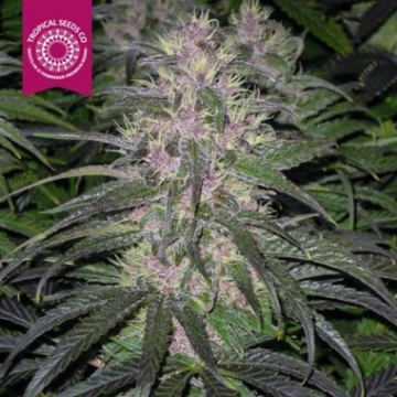Bisho Purple cannabis plants in bloom, grown from Feminised seeds – ideal for home cultivation from Tropical Seeds