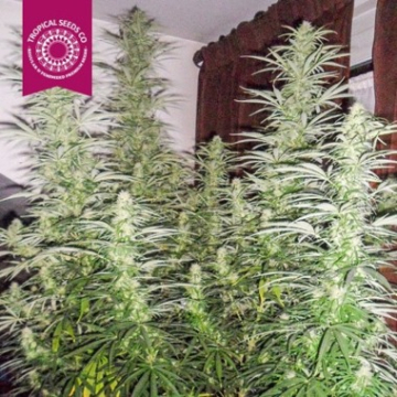Ciskei Regular cannabis plants in bloom, grown from Regular seeds – ideal for home cultivation from Tropical Seeds