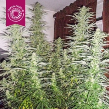 Ciskei Regular cannabis plants in bloom, grown from Regular seeds – ideal for home cultivation from Tropical Seeds