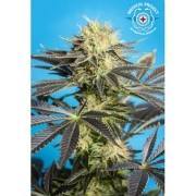 Dandy Dance CBD cannabis plants in bloom, grown from Feminized seeds – ideal for home cultivation from Tropical Seeds