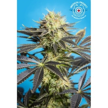 Dandy Dance CBD cannabis plants in bloom, grown from Feminized seeds – ideal for home cultivation from Tropical Seeds