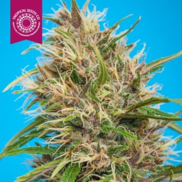 Durbakistan cannabis plants in bloom, grown from Feminised seeds – ideal for home cultivation from Tropical Seeds