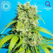 Heaven's Gate CBD cannabis plants in bloom, grown from Feminized seeds – ideal for home cultivation from Tropical Seeds