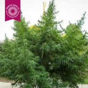 Old Congo cannabis plants in bloom, grown from Regular seeds – ideal for home cultivation from Tropical Seeds