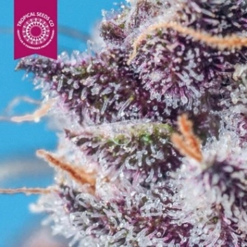 Smooth Smoke cannabis plants in bloom, grown from Feminized seeds – ideal for home cultivation from Tropical Seeds