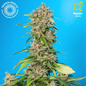 Smooth Smoke cannabis plants in bloom, grown from Regular seeds – ideal for home cultivation from Tropical Seeds