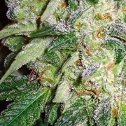 AK49 cannabis plants in bloom, grown from Feminized seeds – ideal for home cultivation from Vision Seeds