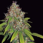 AK49 Auto cannabis plants in bloom, grown from Automatic seeds – ideal for home cultivation from Vision Seeds