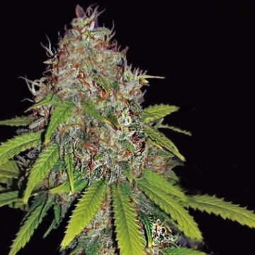AK49 Auto cannabis plants in bloom, grown from Automatic seeds – ideal for home cultivation from Vision Seeds