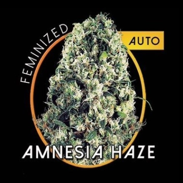 Amnesia Haze Auto cannabis plants in bloom, grown from Automatic seeds – ideal for home cultivation from Vision Seeds