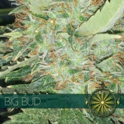 Big Bud – Vision Seeds – Feminized – Product view 2