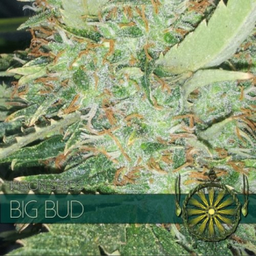 Big Bud cannabis plants in bloom, grown from Feminised seeds – ideal for home cultivation from Vision Seeds