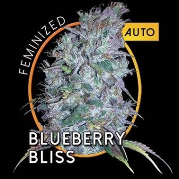 Blueberry Bliss Auto cannabis plants in bloom, grown from Automatic seeds – ideal for home cultivation from Vision Seeds