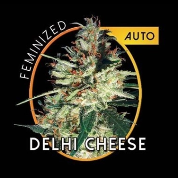 Delhi Cheese Auto cannabis plants in bloom, grown from Automatic seeds – ideal for home cultivation from Vision Seeds