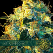 Jack Herer cannabis plants in bloom, grown from Feminised seeds – ideal for home cultivation from Vision Seeds