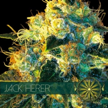 Jack Herer cannabis plants in bloom, grown from Feminized seeds – ideal for home cultivation from Vision Seeds