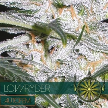 Lowryder cannabis plants in bloom, grown from Automatic seeds – ideal for home cultivation from Vision Seeds
