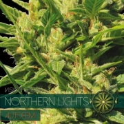 Northern Lights cannabis plants in bloom, grown from Automatic seeds – ideal for home cultivation from Vision Seeds