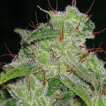 Northern Lights Auto cannabis plants in bloom, grown from Automatic seeds – ideal for home cultivation from Vision Seeds