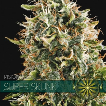 Super Skunk cannabis plants in bloom, grown from Feminised seeds – ideal for home cultivation from Vision Seeds
