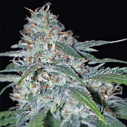 Vision  Amnesia cannabis plants in bloom, grown from Feminized seeds – ideal for home cultivation from Vision Seeds