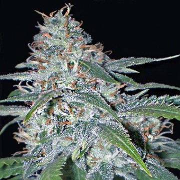 Vision  Amnesia cannabis plants in bloom, grown from Feminized seeds – ideal for home cultivation from Vision Seeds
