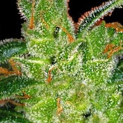 Vision  Gouda's Grass cannabis plants in bloom, grown from Feminized seeds – ideal for home cultivation from Vision Seeds