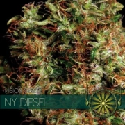 NY Diesel cannabis plants in bloom, grown from Feminized seeds – ideal for home cultivation from Vision Seeds
