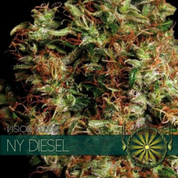 NY Diesel cannabis plants in bloom, grown from Feminised seeds – ideal for home cultivation from Vision Seeds