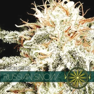 Russian Snow cannabis plants in bloom, grown from Feminized seeds – ideal for home cultivation from Vision Seeds