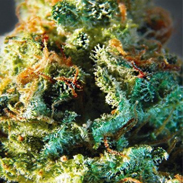 Vision  Silver Haze cannabis plants in bloom, grown from Feminised seeds – ideal for home cultivation from Vision Seeds