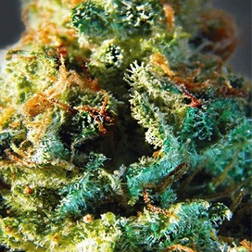 Vision  Silver Haze cannabis plants in bloom, grown from Feminized seeds – ideal for home cultivation from Vision Seeds