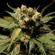 White Widow cannabis plants in bloom, grown from Automatic seeds – ideal for home cultivation from Vision Seeds